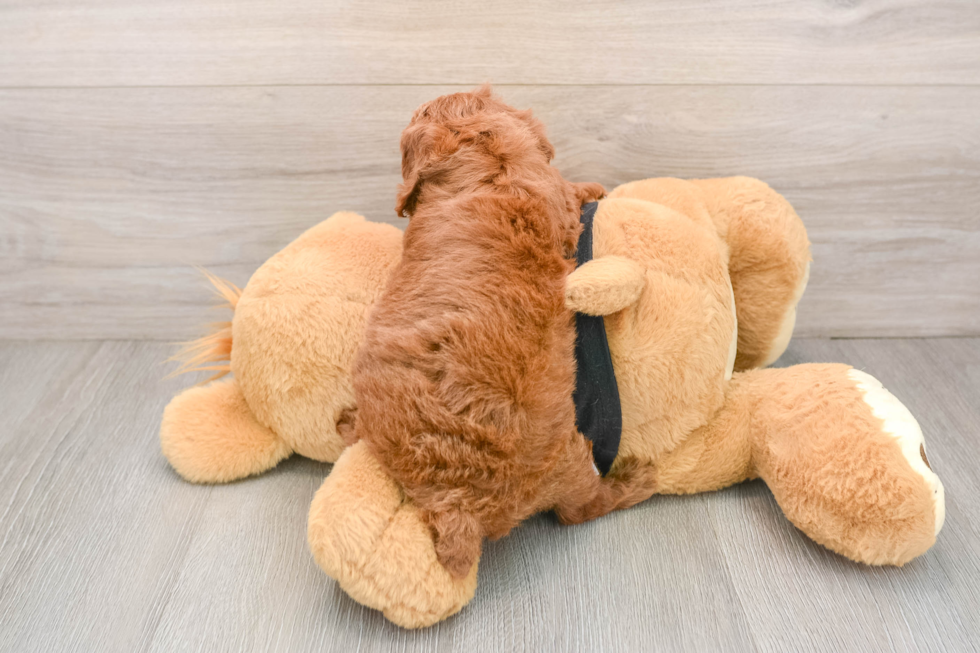 Happy Pooodle Purebred Puppy