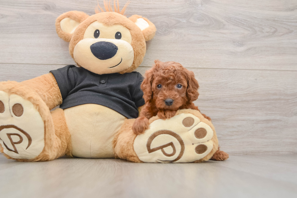 Cute Pudle Purebred Puppy