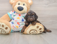 5 week old Poodle Puppy For Sale - Florida Fur Babies