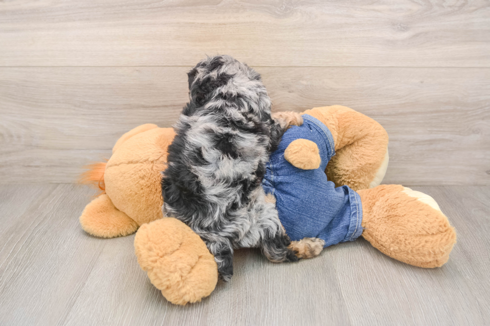 Popular Poodle Baby