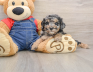 8 week old Poodle Puppy For Sale - Florida Fur Babies