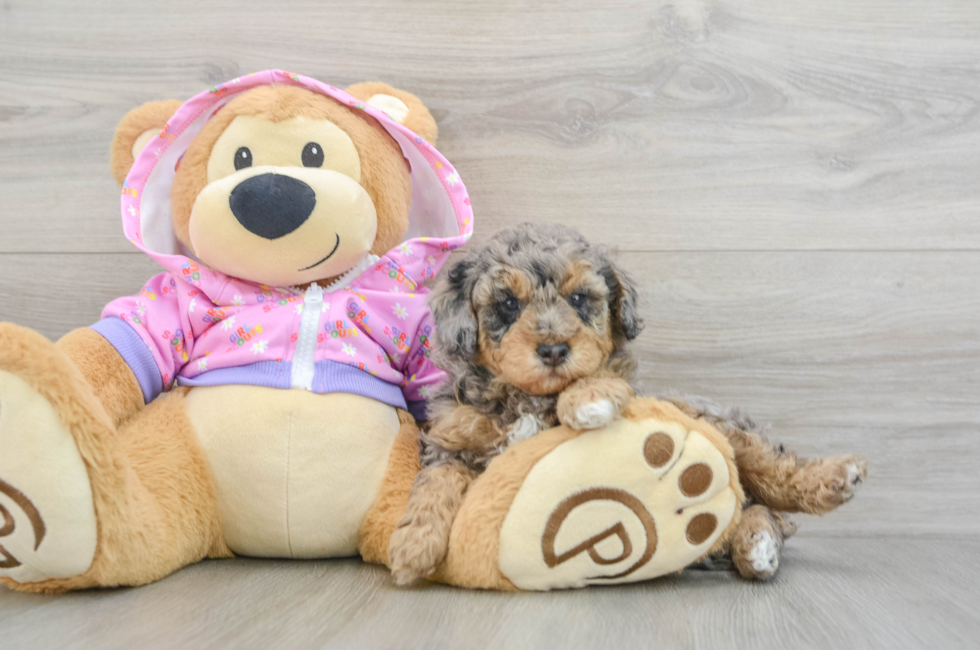 5 week old Poodle Puppy For Sale - Florida Fur Babies