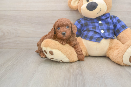 5 week old Poodle Puppy For Sale - Florida Fur Babies Fluffy Caniche Purebred Puppy