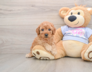 6 week old Poodle Puppy For Sale - Florida Fur Babies