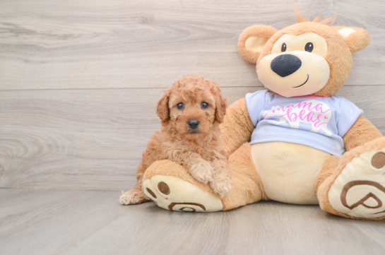 Poodle Pup Being Cute