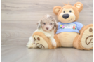 Poodle Puppy for Adoption