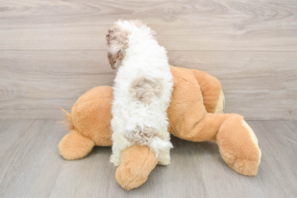 Cute Pooodle Purebred Puppy
