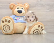 11 week old Poodle Puppy For Sale - Florida Fur Babies