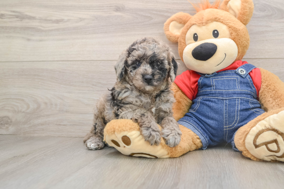 Adorable Toy Poodle Purebred Puppy