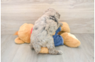 Energetic Pudel Purebred Puppy