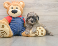 6 week old Poodle Puppy For Sale - Florida Fur Babies
