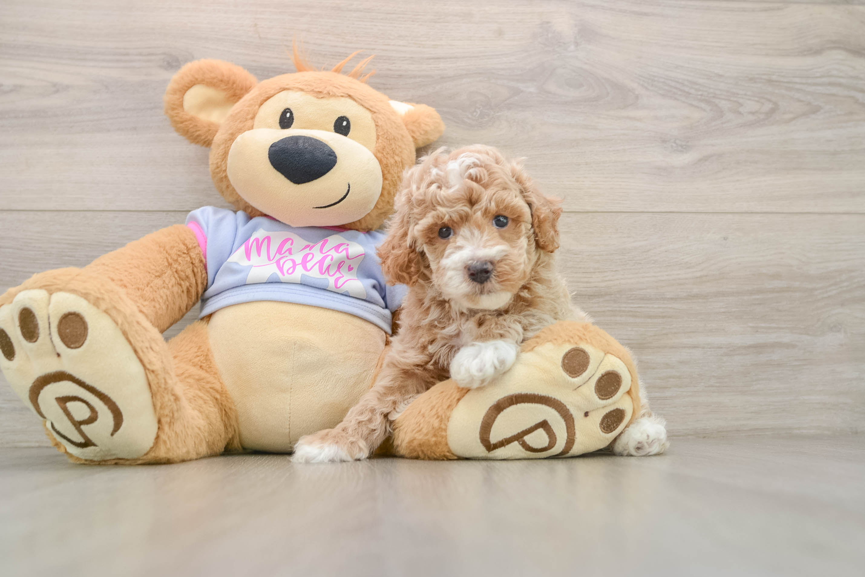 Best Poodle Baby