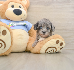 6 week old Poodle Puppy For Sale - Florida Fur Babies