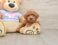 7 week old Poodle Puppy For Sale - Florida Fur Babies