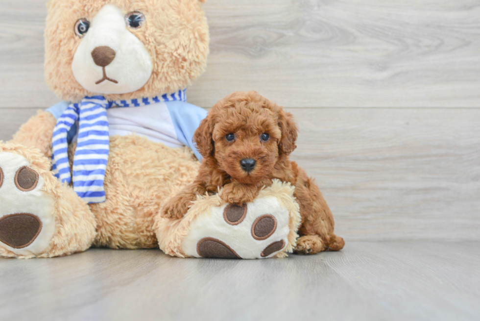 Máx french poodle Mini Toy so cute puppy french poodle. Lovely #max #poodle  #puppy #dog