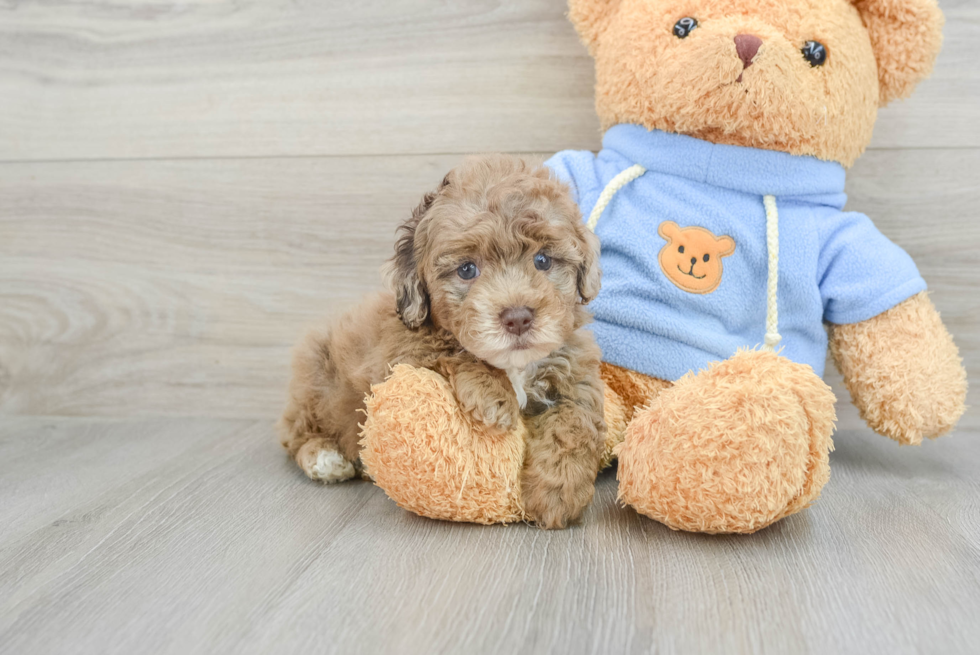 Poodle Pup Being Cute