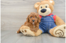 Petite Pooodle Purebred Puppy