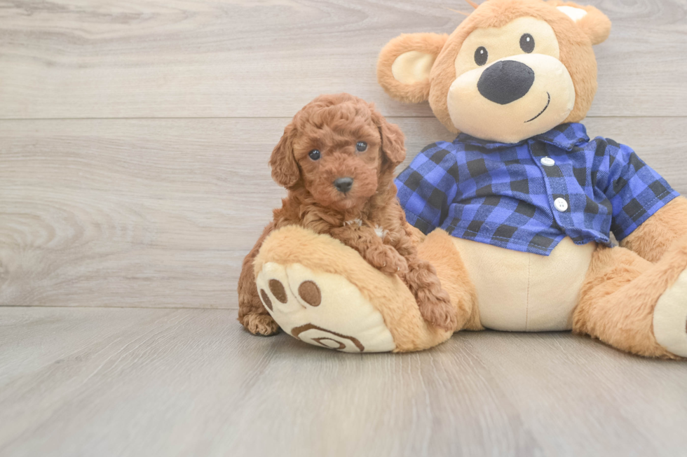 Poodle Puppy for Adoption