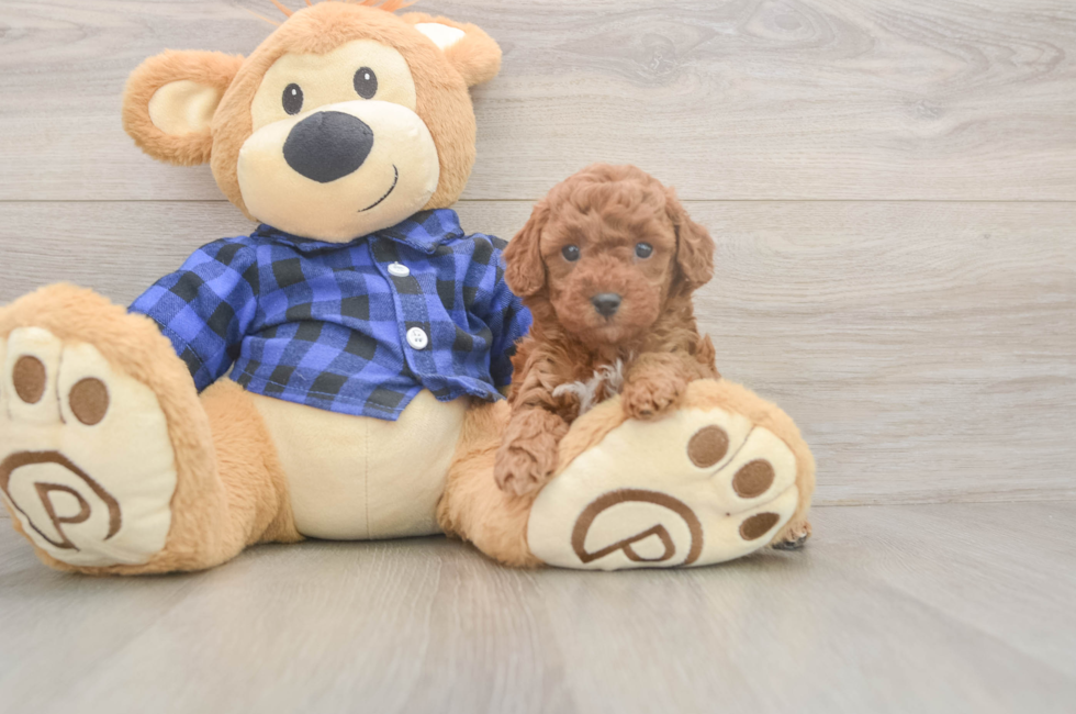 5 week old Poodle Puppy For Sale - Florida Fur Babies