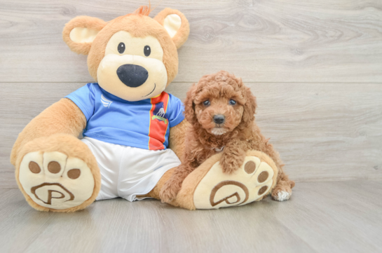 Friendly Poodle Baby