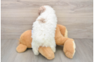 Best Poodle Baby