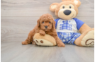 Akc Registered Poodle Baby