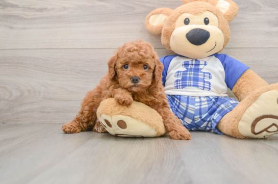Akc Registered Poodle Baby