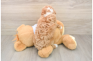 Best Poodle Baby