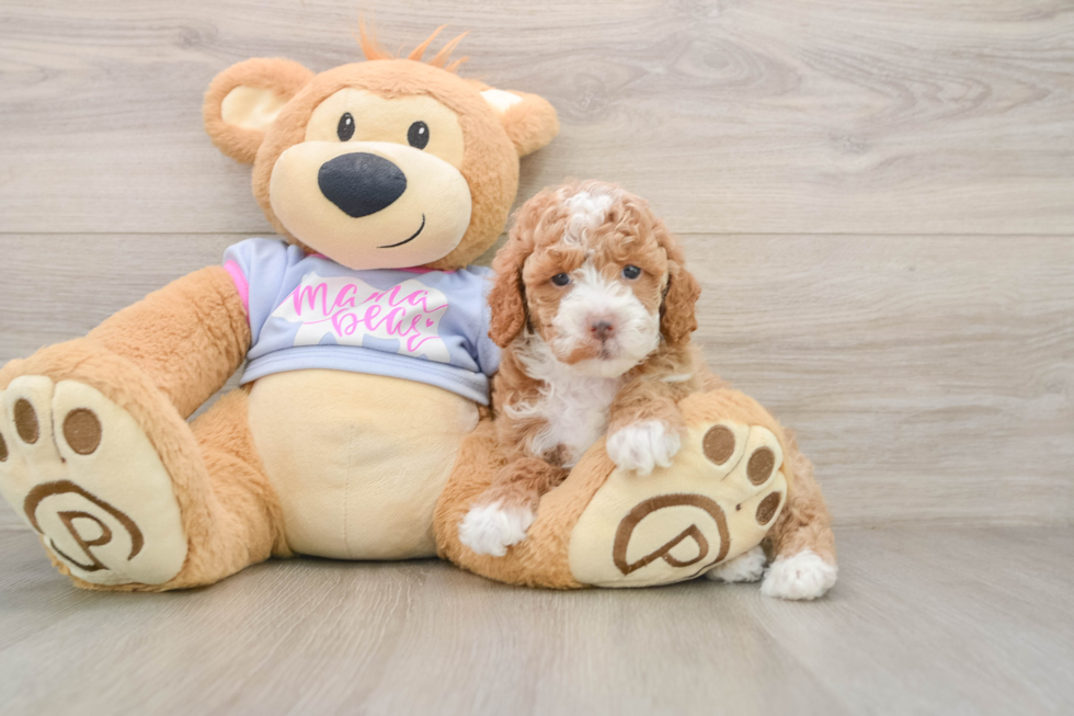 Akc Registered Poodle Purebred Pup