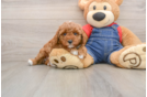 Best Poodle Baby