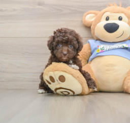 6 week old Poodle Puppy For Sale - Florida Fur Babies