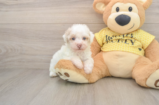 Poodle Puppy for Adoption