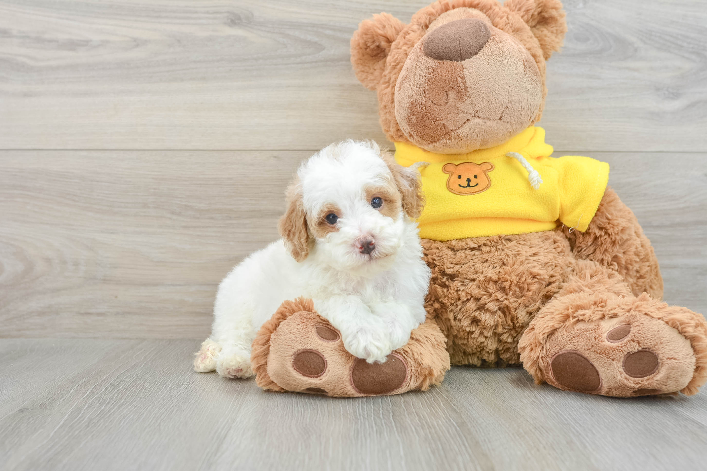 Small Poodle Baby