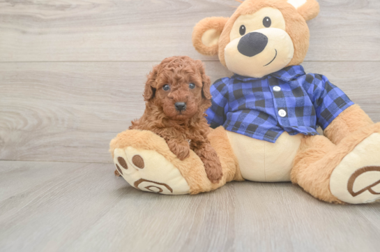 5 week old Poodle Puppy For Sale - Florida Fur Babies Cute Pudle Purebred Puppy