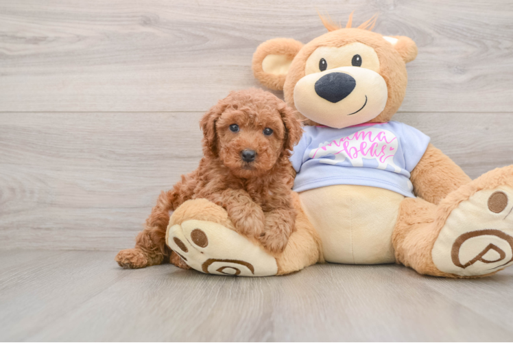 Poodle Pup Being Cute