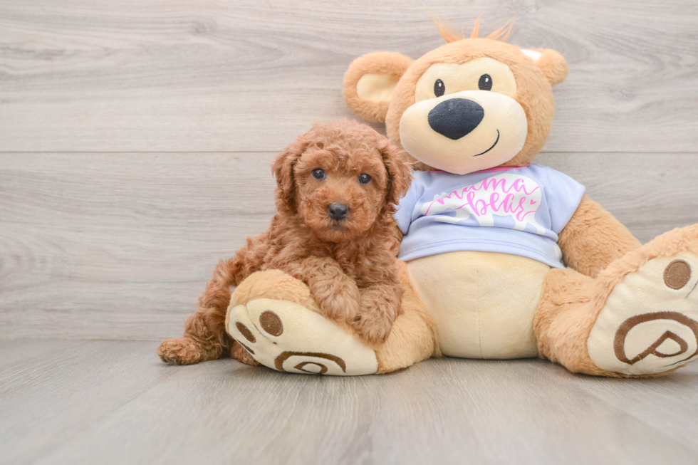 Poodle Pup Being Cute