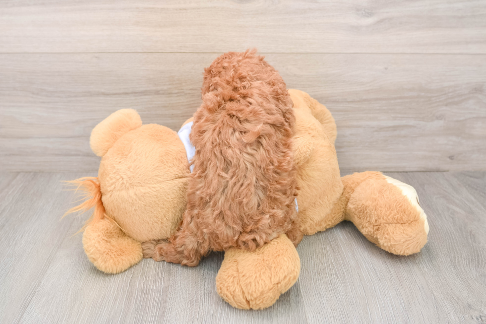 Poodle Puppy for Adoption