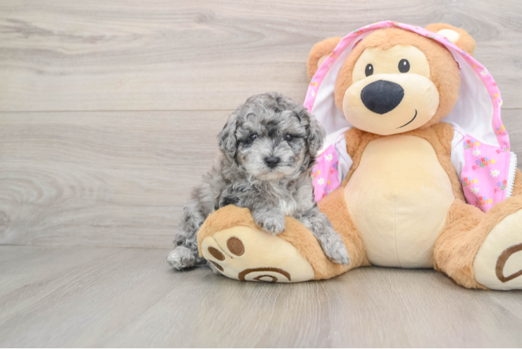 Akc Registered Poodle Purebred Pup