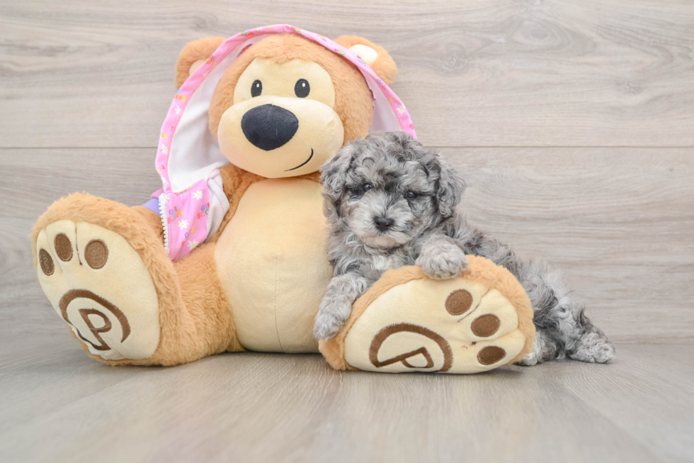 Poodle Pup Being Cute