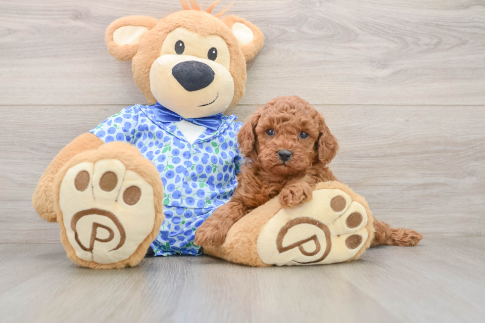 Poodle Pup Being Cute