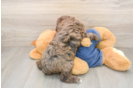 Little Poodle Purebred Pup