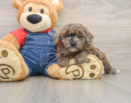 6 week old Poodle Puppy For Sale - Florida Fur Babies