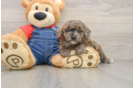 Poodle Puppy for Adoption