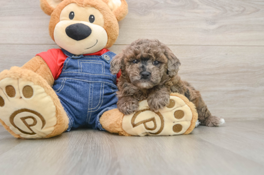Poodle Puppy for Adoption