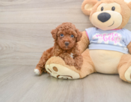 7 week old Poodle Puppy For Sale - Florida Fur Babies