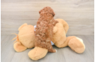 Akc Registered Poodle Baby