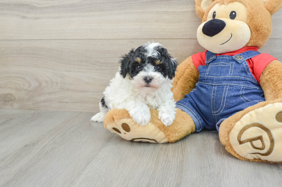 6 week old Poodle Puppy For Sale - Florida Fur Babies