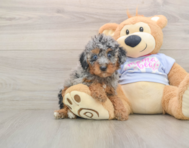 7 week old Poodle Puppy For Sale - Florida Fur Babies