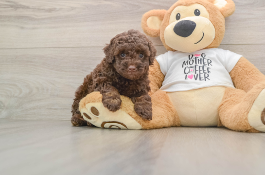 Sweet Pudel Purebred Puppy