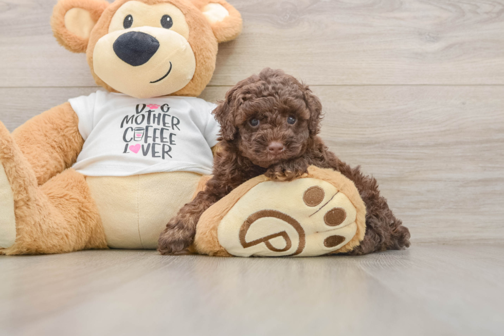 Poodle Puppy for Adoption